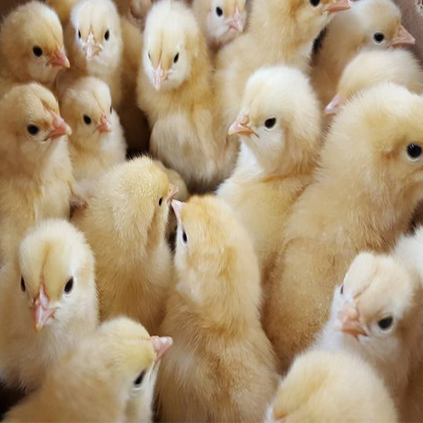 Buff Orpington Chicks