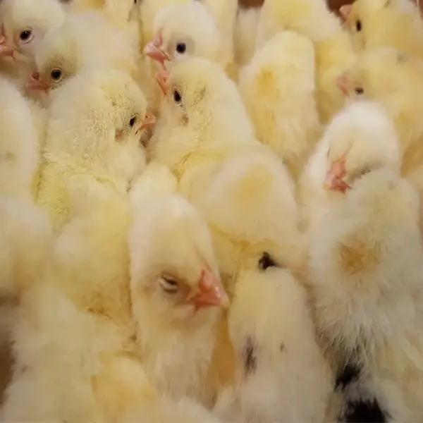 Austra White Chicks