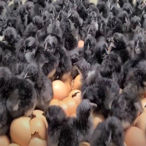 Black Jersey Giant Chicks