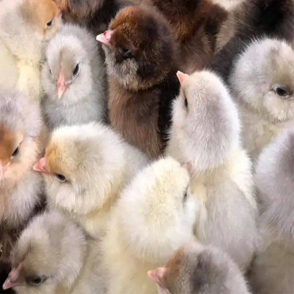 Easter Egger Chicks