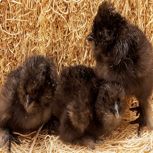 Black Silkie Bantam Chicks