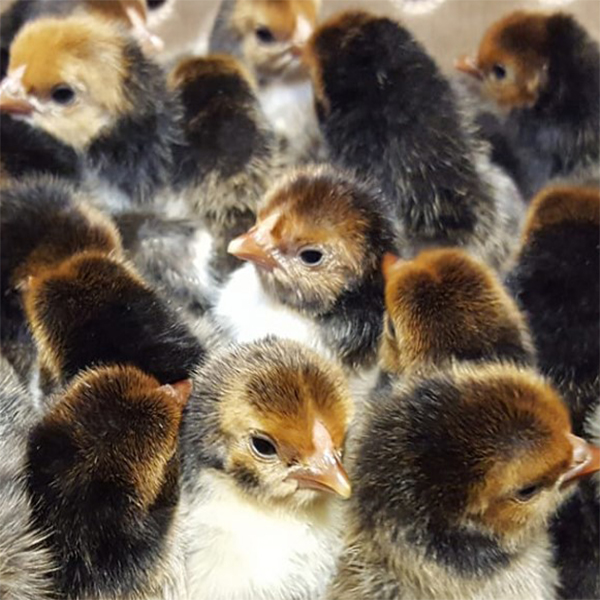 Gold Sebright Bantam Chicks
