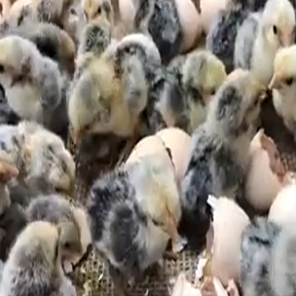 Silver Sebright Bantam Chicks