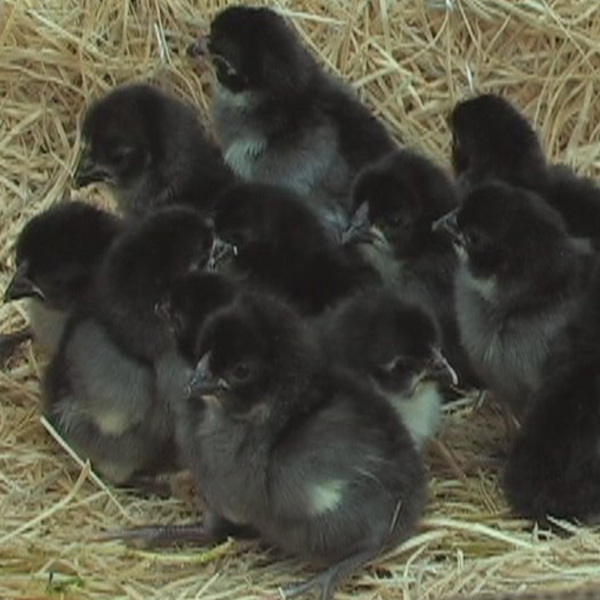 Black Rosecomb Bantam Chicks