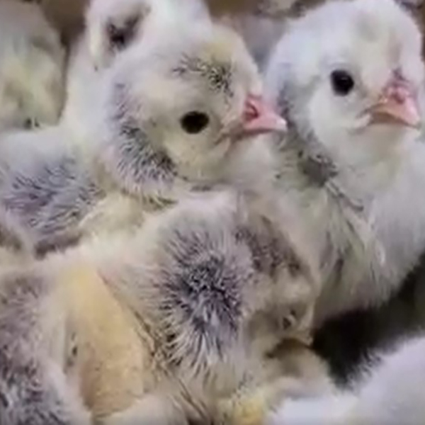Silver Spitzhauben Chicks