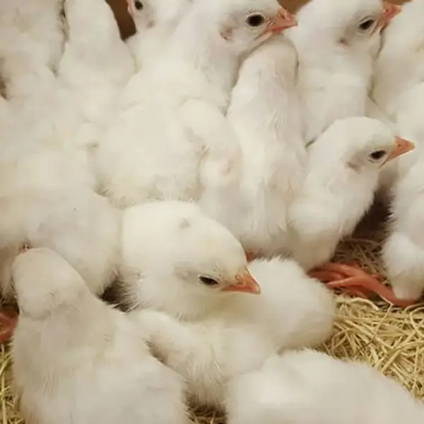 African White Keets