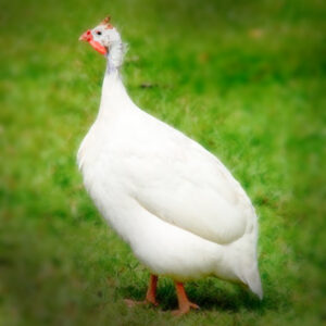 African White Guinea