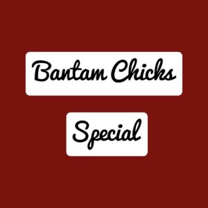 Bantam Special