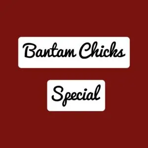 Bantam Chicks Special