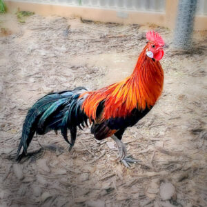 Black Breasted Red Phoenix Chicken