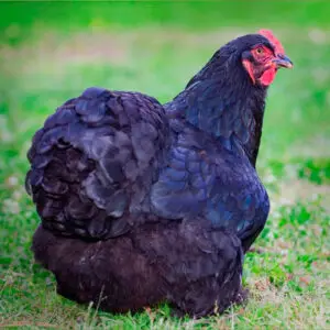 Black Cochin Bantam Chicken