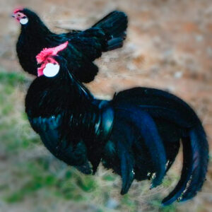 Black Rosecomb Bantam Chicken