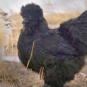Black Silkie Bantam Chicken