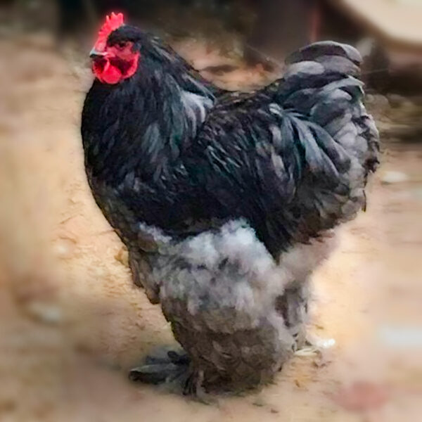 Blue Cochin Standard Chicken