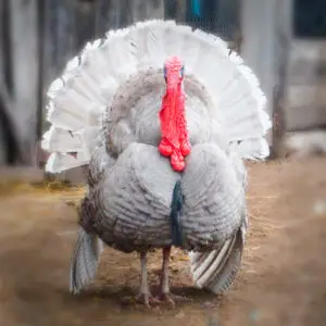 Blue Slate Turkey