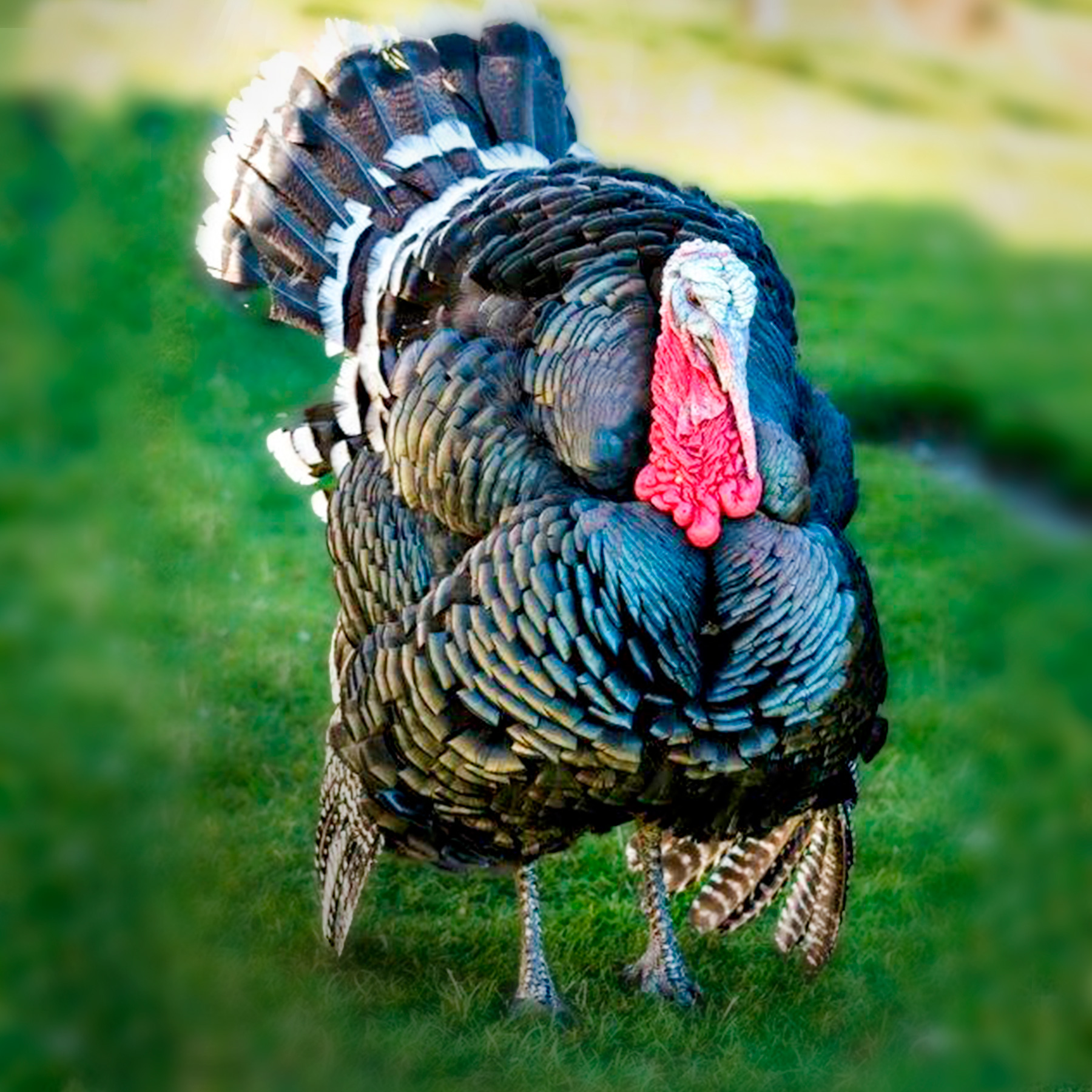 næse Kejserlig Følge efter Broad Breasted Bronze Turkey Poults - Valley Hatchery