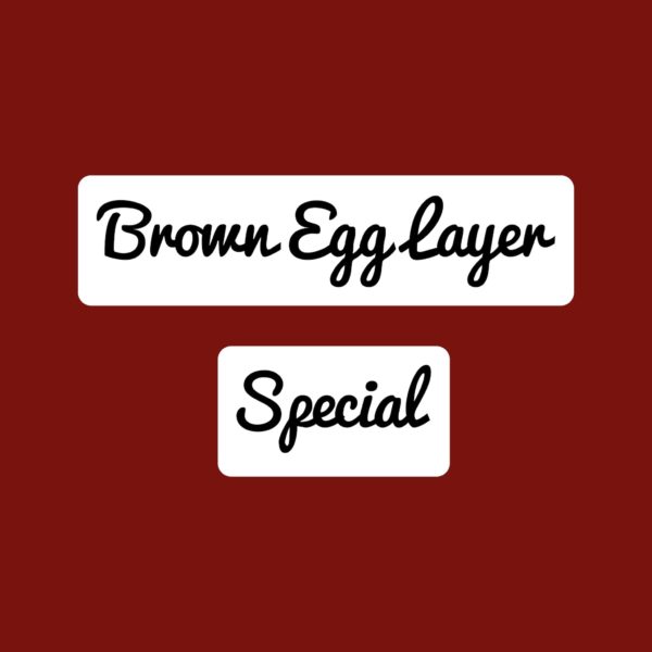 Brown Egg Layer