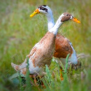 Fawn and White Runner Duck