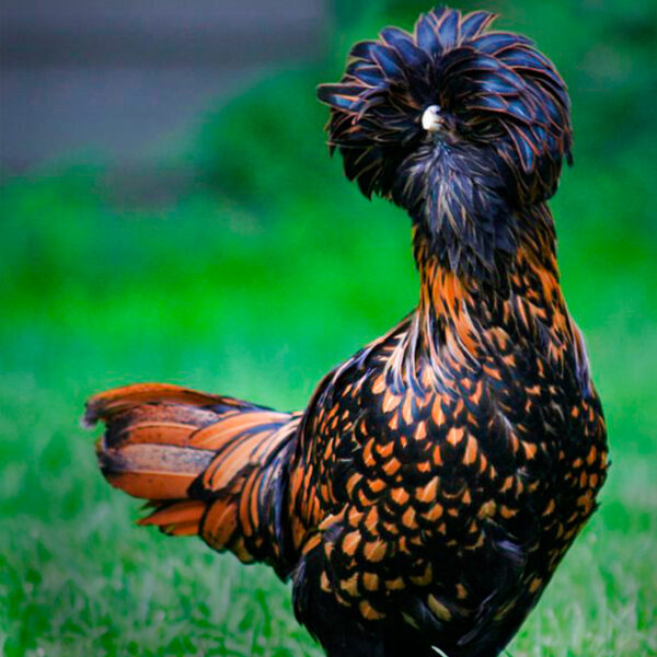 Gold Laced Polish Chicken