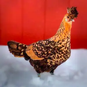 Golden Spitzhauben Chicken