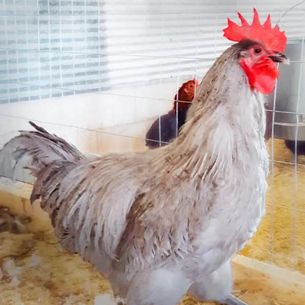 Lavender Orpington Chicken