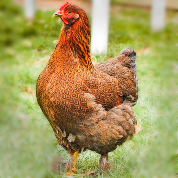 Partridge Cochin Standard Chicken