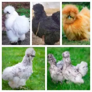 Silkie Chicks Special scaled