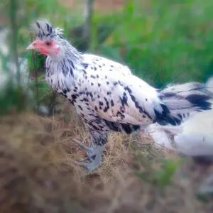 Silver Spitzhauben Chicken