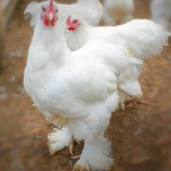 White Cochin Standard Chicken