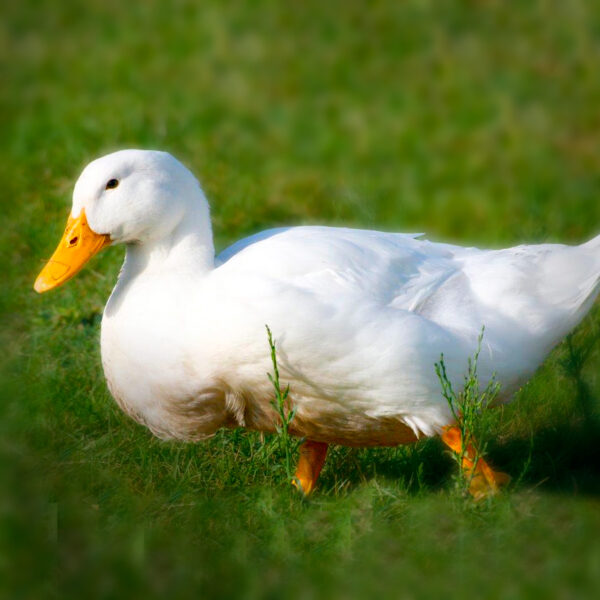 White Pekin Duck