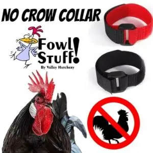 No Crow Collar