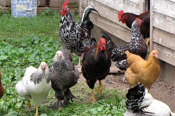 b88add39a8a85c12cc84ec17f794d592 types of chickens hens breeds of chickens