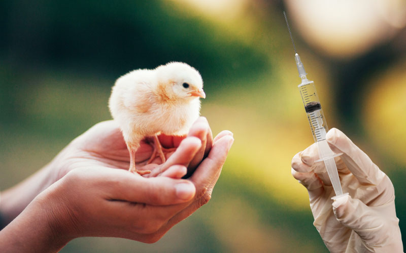 chickens get vaccinated
