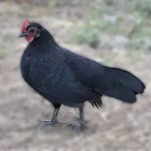 Black Old English Bantam Chicken