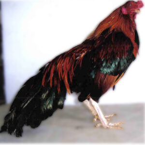 Black Breasted Red Cubalaya Bantam Chicken