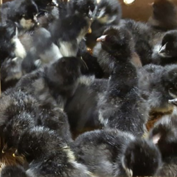 Black Breasted Brown Red Standard Old English Chicks