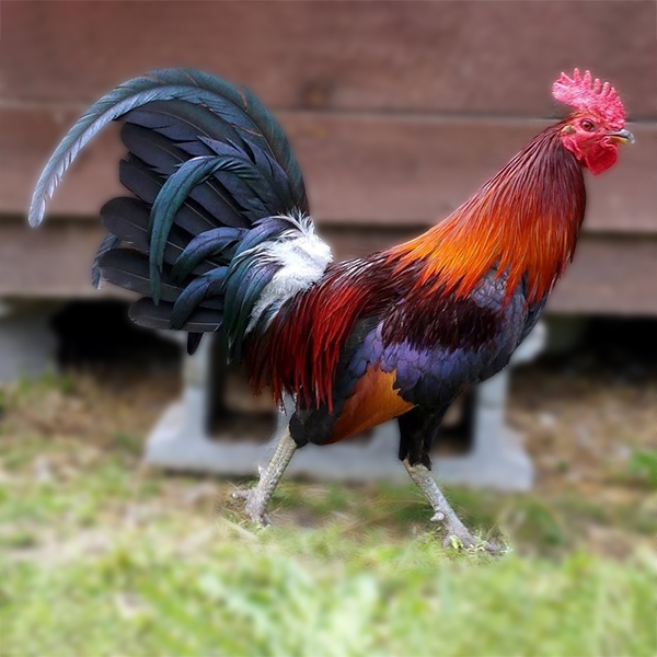 Black Breasted Red Jungle Fowl Standard Old English Chicken