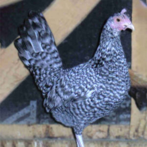 Cuckoo Standard Old English Chicken