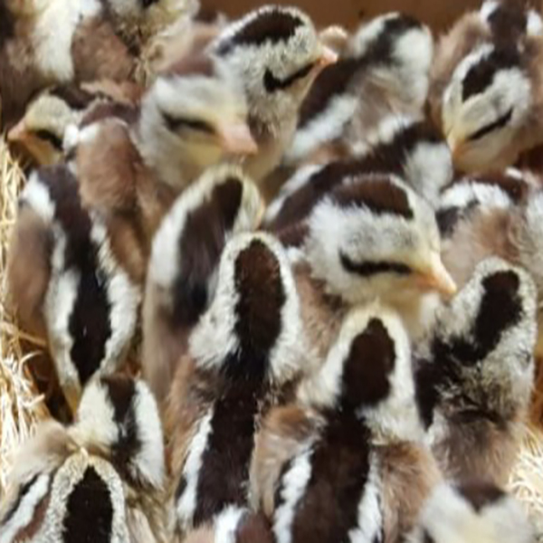 Silver Duckwing Jungle Fowl Standard Old English Chicks