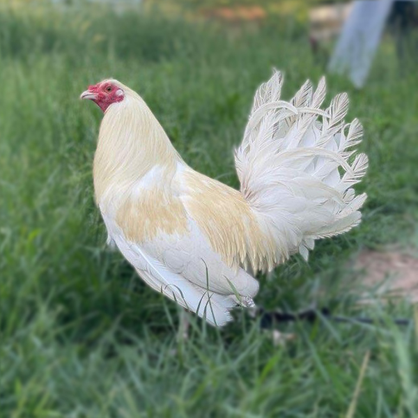 White Standard Old English Chicken