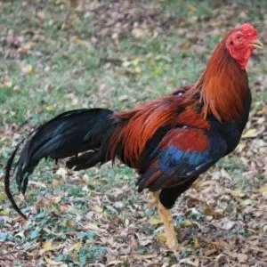 Black Breasted Red Aseel Chicken