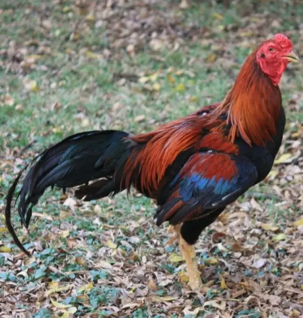 Black Breasted Red Aseel Chicken