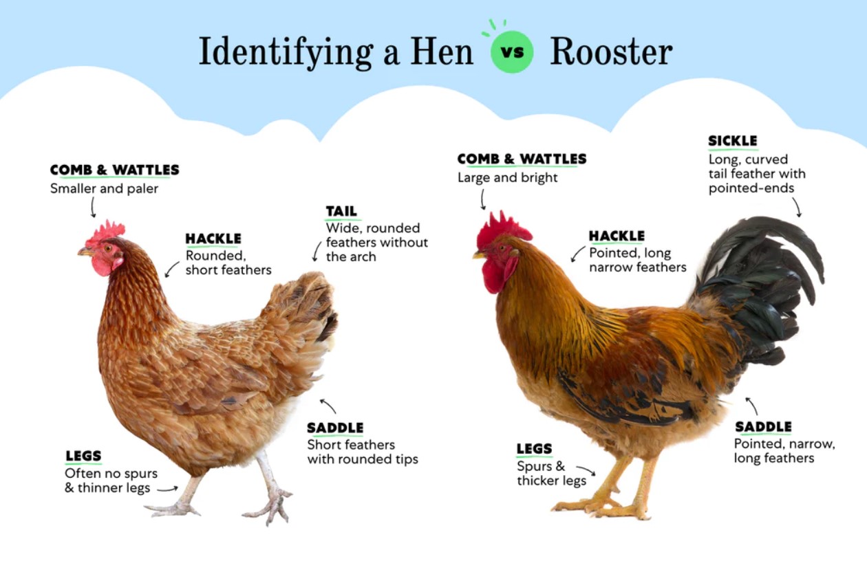 Hen vs Rooster