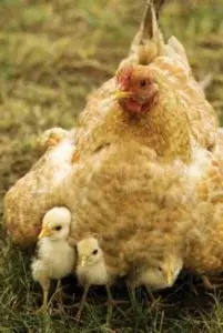 momma hen adopts chicks