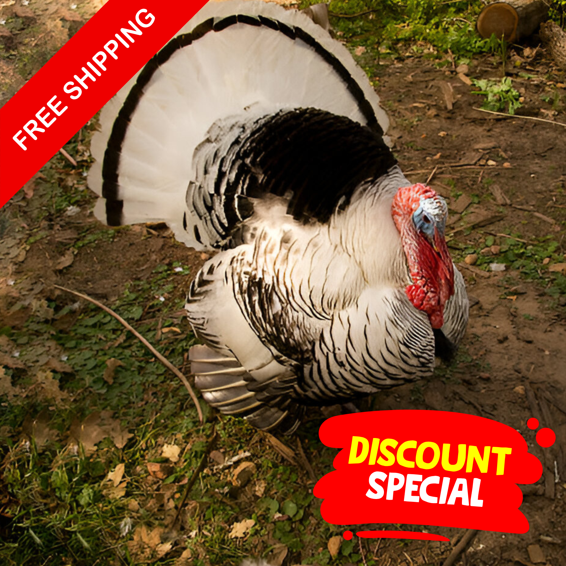 Turkey Bulk-Free-Ship-Heritage-